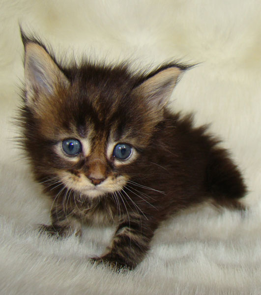     Catsvill County!   !    !       !!!    Catsvill County +7-926-544-74-09     .   ,   ,   ,    ,   ,  ,     ,   -,    ,   !